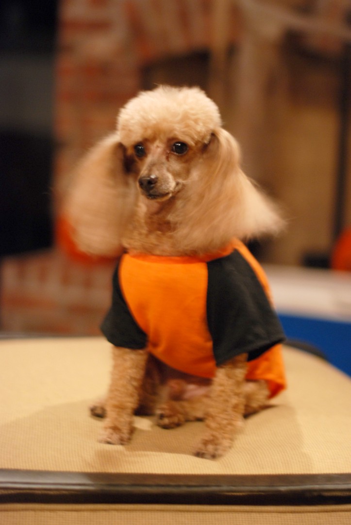Tessa's dog